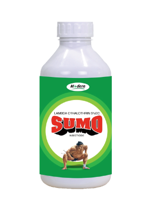 sumo